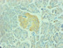 Immunohistochemical of paraffin-embedded human pancreas using CAC10266 at dilution of 1:200