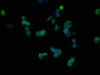 Immunofluorescence staining of SW620 cells with CAC10270 at 1:100, counter-stained with DAPI. The cells were blocked in 10% normal Goat Serum and then incubated with the primary antibody overnight at 4°C. The secondary antibody was Alexa Fluor 488-congugated AffiniPure Goat Anti-Mouse IgG(H+L).