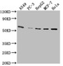 Western Blot; Positive WB detected in: A549 whole cell lysate, PC-3 whole cell lysate, HepG2 whole cell lysate, MCF-7 whole cell lysate, Hela whole cell lysate; All lanes: PD-L1 antibody at 1:2500; Secondary; Goat polyclonal to Mouse IgG at 1/10000 dilution; Predicted band size: 33 kDa; Observed band size: 55 kDa;