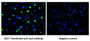 Immunofluorescence staining of 293T cells transfected with CAC10272 at 1:100, counter-stained with DAPI. The cells were fixed in 4% formaldehyde and blocked in 10% normal Goat Serum. The cells were then incubated with the antibody overnight at 4°C. The secondary antibody was Alexa Fluor 488-congugated AffiniPure Goat Anti-Rabbit IgG(H+L). The image on the right is the 293T cells transfected without lacZ antibody