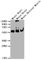 Western Blot; , Positive WB detected in: Mouse Heart tissue, Mouse Brain tissue, Mouse Skeletal Muscle tissue; , All lanes: PKM antibody at 1:4000; , Secondary; , Goat polyclonal to Mouse IgG at 1/10000 dilution; , Predicted band size: 55-60 kDa; , Observed band size: 55-60 kDa;