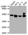 Western Blot; Positive WB detected in: HepG2 whole cell lysate, Hela whole cell lysate, PC-3 whole cell lysate, A549 whole cell lysate ; All lanes PD-L2 antibody at 1:2000; Secondary; Goat polyclonal to mouse IgG at 1/50000 dilution; Predicted band size: 31,21 KDa; Observed band size: 45-50 KDa; Exposure time:5min