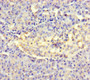 Immunohistochemistry of paraffin-embedded human pancreatic tissue using CAC10353 at dilution of 1:100