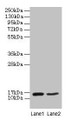 Western blot; All lanes: CD59 antibody at 2µg/ml; Lane 1: Mouse heart tissue; Lane 2: NIH/3T3 whole cell lysate; Secondary; Goat polyclonal to rabbit IgG at 1/10000 dilution; Predicted band size: 15 kDa; Observed band size: 15 kDa