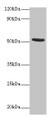 Western blot; All lanes: CHRNA1 antibody at 2µg/ml + Recombinant Acetylcholine receptor subunit alpha protein 0.1µg; Secondary; Goat polyclonal to rabbit IgG at 1/15000 dilution; Predicted band size: 53 kDa; Observed band size: 53 kDa