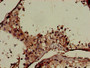 Immunohistochemistry of paraffin-embedded human testis tissue using CAC10359 at dilution of 1:100