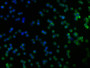 Immunofluorescence staining of Jurkat cells with CAC10359 at 1:166, counter-stained with DAPI. The cells were fixed in 4% formaldehyde, permeabilized using 0.2% Triton X-100 and blocked in 10% normal Goat Serum. The cells were then incubated with the antibody overnight at 4°C. The secondary antibody was Alexa Fluor 488-congugated AffiniPure Goat Anti-Rabbit IgG(H+L).