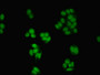 Immunofluorescent analysis of HepG2 cells using CAC10361 at dilution of 1:100 and Alexa Fluor 488-congugated AffiniPure Goat Anti-Rabbit IgG(H+L)