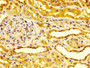 IHC image of CAC10362 diluted at 1:400 and staining in paraffin-embedded human kidney tissue performed on a Leica BondTM system. After dewaxing and hydration, antigen retrieval was mediated by high pressure in a citrate buffer (pH 6.0). Section was blocked with 10% normal goat serum 30min at RT. Then primary antibody (1% BSA) was incubated at 4°C overnight. The primary is detected by a biotinylated secondary antibody and visualized using an HRP conjugated SP system.