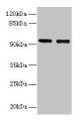 Western blot; All lanes: GLP1R antibody at 12µg/ml; Lane 1: Mouse heart tissue; Lane 2: 293T whole cell lysate; Secondary; Goat polyclonal to rabbit IgG at 1/10000 dilution; Predicted band size: 54 kDa; Observed band size: 54 kDa