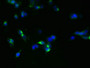 Immunofluorescent analysis of 293T cells using CAC10365 at dilution of 1:100 and Alexa Fluor 488-congugated AffiniPure Goat Anti-Rabbit IgG(H+L)