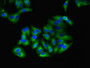 Immunofluorescent analysis of HepG2 cells using CAC10366 at dilution of 1:100 and Alexa Fluor 488-congugated AffiniPure Goat Anti-Rabbit IgG(H+L)