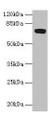 Western blot; All lanes: FAM234B antibody at 6µg/ml + Human placenta tissue; Secondary; Goat polyclonal to rabbit IgG at 1/10000 dilution; Predicted band size: 68 kDa; Observed band size: 68 kDa