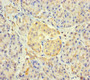 Immunohistochemistry of paraffin-embedded human pancreatic tissue using CAC10373 at dilution of 1:100