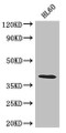 Western Blot; Positive WB detected in: HL60 whole cell lysate; All lanes: LUZP2 antibody at 2.6µg/ml; Secondary; Goat polyclonal to rabbit IgG at 1/50000 dilution; Predicted band size: 39, 19, 16, 29 kDa; Observed band size: 39 kDa