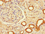 Immunohistochemistry of paraffin-embedded human kidney tissue using CAC10377 at dilution of 1:100