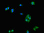 Immunofluorescent analysis of HepG2 cells using CAC10377 at dilution of 1:100 and Alexa Fluor 488-congugated AffiniPure Goat Anti-Rabbit IgG(H+L)
