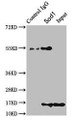 Immunoprecipitating Sod1 in HEK293 whole cell lysate; ,Lane 1: Rabbit control IgG instead in HEK293 whole cell lysate. For western blotting, a HRP-conjugated Protein G antibody was used as the secondary antibody (1/2000); ,Lane 2: CAC10383 (8µg) + HEK293 whole cell lysate (500µg); ,Lane 3: HEK293 whole cell lysate (10µg)