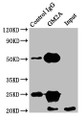 Immunoprecipitating GM2A in HEK293 whole cell lysate; , Lane 1: Rabbit control IgG instead in HEK293 whole cell lysate. For western blotting, a HRP-conjugated Protein G antibody was used as the secondary antibody (1/2000); , Lane 2: CAC10387 (8µg) + HEK293 whole cell lysate (500µg); , Lane 3: HEK293 whole cell lysate (10µg)