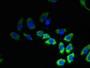 Immunofluorescent analysis of A549 cells using CAC10389 at dilution of 1:100 and Alexa Fluor 488-congugated AffiniPure Goat Anti-Rabbit IgG(H+L)