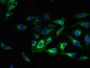 Immunofluorescent analysis of Hela cells using CAC10390 at dilution of 1:100 and Alexa Fluor 488-congugated AffiniPure Goat Anti-Rabbit IgG(H+L)