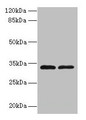 Western blot; All lanes: TMEM71 antibody at 0.2µg/ml; Lane 1: U937 whole cell lysate; Lane 2: U87 whole cell lysate; Secondary; Goat polyclonal to rabbit IgG at 1/10000 dilution; Predicted band size: 33, 31, 27 kDa; Observed band size: 33 kDa