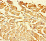Immunohistochemistry of paraffin-embedded human heart tissue using CAC10393 at dilution of 1:100