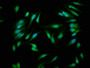 Immunofluorescence staining of Hela cells with CAC10393 at 1:266, counter-stained with DAPI. The cells were fixed in 4% formaldehyde, permeabilized using 0.2% Triton X-100 and blocked in 10% normal Goat Serum. The cells were then incubated with the antibody overnight at 4°C. The secondary antibody was Alexa Fluor 488-congugated AffiniPure Goat Anti-Rabbit IgG(H+L).