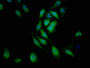 Immunofluorescent analysis of A549 cells using CAC10396 at dilution of 1:100 and Alexa Fluor 488-congugated AffiniPure Goat Anti-Rabbit IgG(H+L)