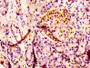Immunohistochemistry of paraffin-embedded human pancreatic tissue using CAC10408 at dilution of 1:100