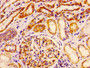 Immunohistochemistry of paraffin-embedded human kidney tissue using CAC10410 at dilution of 1:100