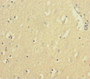 Immunohistochemistry of paraffin-embedded human brain tissue using CAC10413 at dilution of 1:100