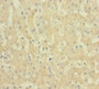 Immunohistochemistry of paraffin-embedded human liver tissue using CAC10413 at dilution of 1:100