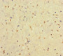 Immunohistochemistry of paraffin-embedded human smooth muscle tissue using CAC10414 at dilution of 1:100