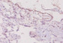 Immunohistochemistry of paraffin-embedded human placenta tissue using CAC10421 at dilution of 1:20