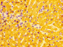 Immunohistochemistry of paraffin-embedded human liver tissue using CAC10426 at dilution of 1:100