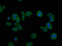 Immunofluorescent analysis of HepG2 cells using CAC10426 at dilution of 1:100 and Alexa Fluor 488-congugated AffiniPure Goat Anti-Rabbit IgG(H+L)