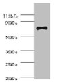 Western blot; All lanes: ATP-dependent DNA helicase RecQ antibody at 2µg/ml + DH5a whole cell lysate; Secondary; Goat polyclonal to rabbit IgG at 1/10000 dilution; Predicted band size: 68 kDa; Observed band size: 68 kDa;