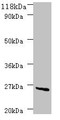 Western blot; All lanes: deoD antibody at 2µg/ml + DH5a whole cell lysate; Secondary; Goat polyclonal to rabbit IgG at 1/10000 dilution; Predicted band size: 26 kDa; Observed band size: 26 kDa
