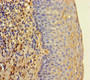 Immunohistochemistry of paraffin-embedded human tonsil tissue using CAC10433 at dilution of 1:100