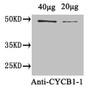 Western Blot; Positive WB detected in: Arabidopsis thaliana (40µg, 20µg); All lanes: CYCB1-1 antibody at 1.8µg/ml; Secondary; Goat polyclonal to rabbit IgG at 1/50000 dilution; Predicted band size: 49 kDa; Observed band size: 49 kDa