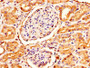 IHC image of CAC10446 diluted at 1:300 and staining in paraffin-embedded human kidney tissue performed on a Leica BondTM system. After dewaxing and hydration, antigen retrieval was mediated by high pressure in a citrate buffer (pH 6.0). Section was blocked with 10% normal goat serum 30min at RT. Then primary antibody (1% BSA) was incubated at 4°C overnight. The primary is detected by a biotinylated secondary antibody and visualized using an HRP conjugated SP system.
