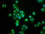 Immunofluorescence staining of HepG2 cells with CAC10446 at 1:100, counter-stained with DAPI. The cells were fixed in 4% formaldehyde, permeabilized using 0.2% Triton X-100 and blocked in 10% normal Goat Serum. The cells were then incubated with the antibody overnight at 4°C. The secondary antibody was Alexa Fluor 488-congugated AffiniPure Goat Anti-Rabbit IgG(H+L).