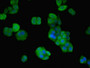 Immunofluorescent analysis of PC-3 cells using CAC10453 at dilution of 1:100 and Alexa Fluor 488-congugated AffiniPure Goat Anti-Rabbit IgG(H+L)