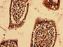 Immunohistochemistry analysis of human small intestine tissue using CAC10455 at dilution of 1:100