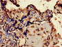 Immunohistochemistry of paraffin-embedded human placenta tissue using CAC10462 at dilution of 1:100