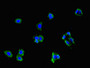 Immunofluorescent analysis of HepG2 cells using CAC10466 at dilution of 1:100 and Alexa Fluor 488-congugated AffiniPure Goat Anti-Rabbit IgG(H+L)