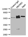 Immunoprecipitating PRUNE1 in HepG2 whole cell lysate; , Lane 1: Rabbit control IgG instead in HepG2 whole cell lysate. For western blotting, a HRP-conjugated Protein G antibody was used as the secondary antibody (1/2000); , Lane 2: CAC10478 (8µg) + HepG2 whole cell lysate (500µg); , Lane 3: HepG2 whole cell lysate (10µg)