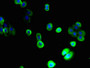 Immunofluorescent analysis of A431 cells using CAC10484 at dilution of 1:100 and Alexa Fluor 488-congugated AffiniPure Goat Anti-Rabbit IgG(H+L)