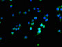 Immunofluorescent analysis of 293T cells using CAC10492 at dilution of 1:100 and Alexa Fluor 488-congugated AffiniPure Goat Anti-Rabbit IgG(H+L)